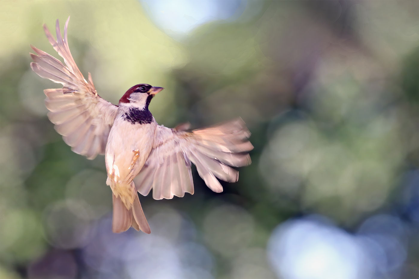 Moineau en vol ! © Marc Costermans