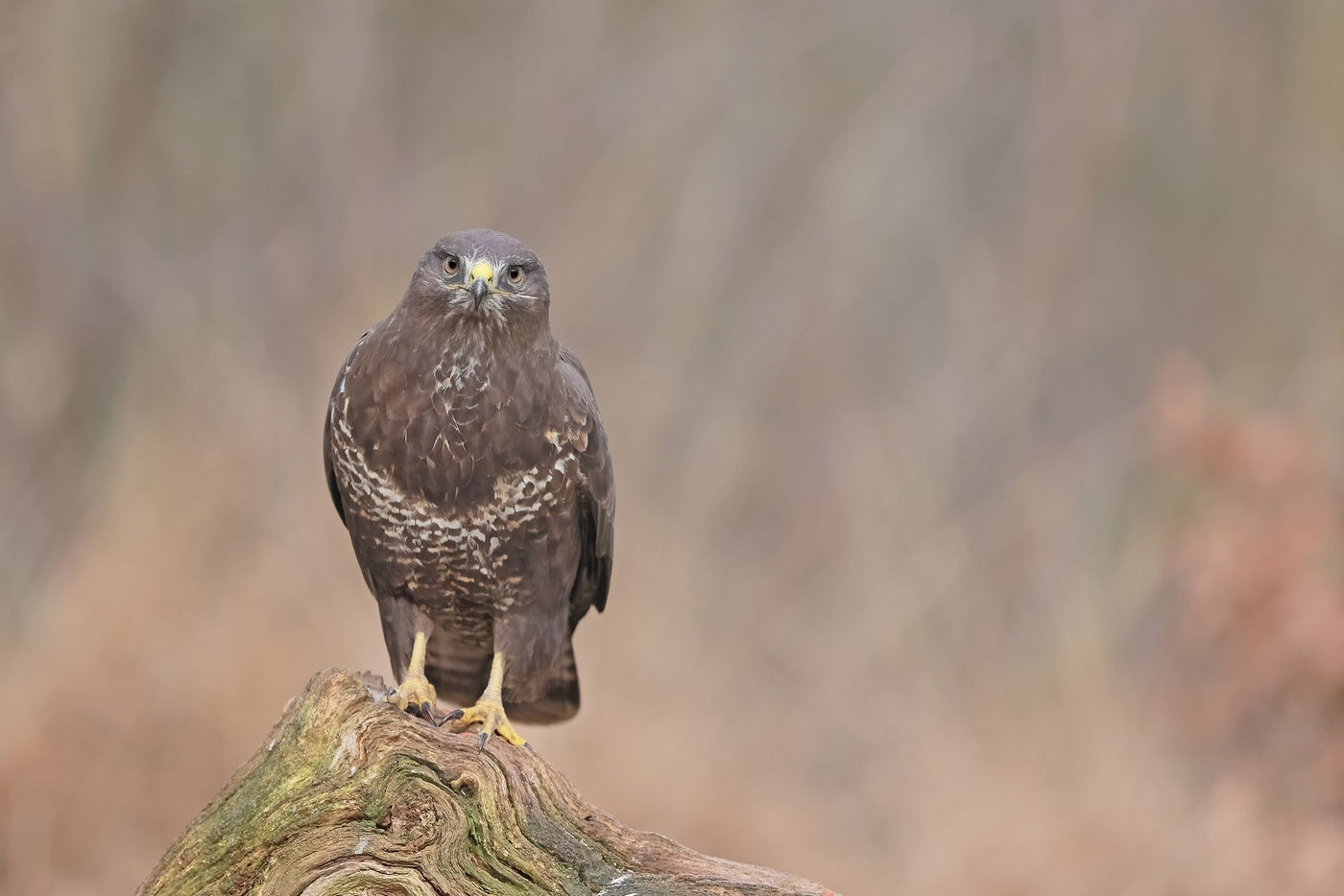 Il est toujours bon d'avoir un objectif plus petit avec soi, au cas où une buse variable décide de se poser à proximité. © Marc Costermans