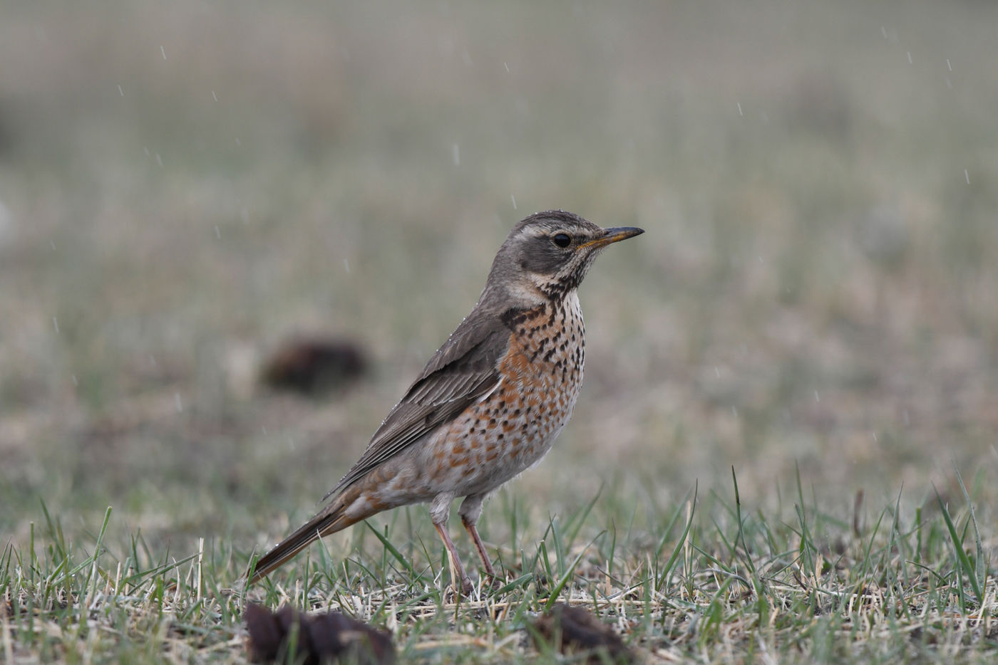 © STARLING