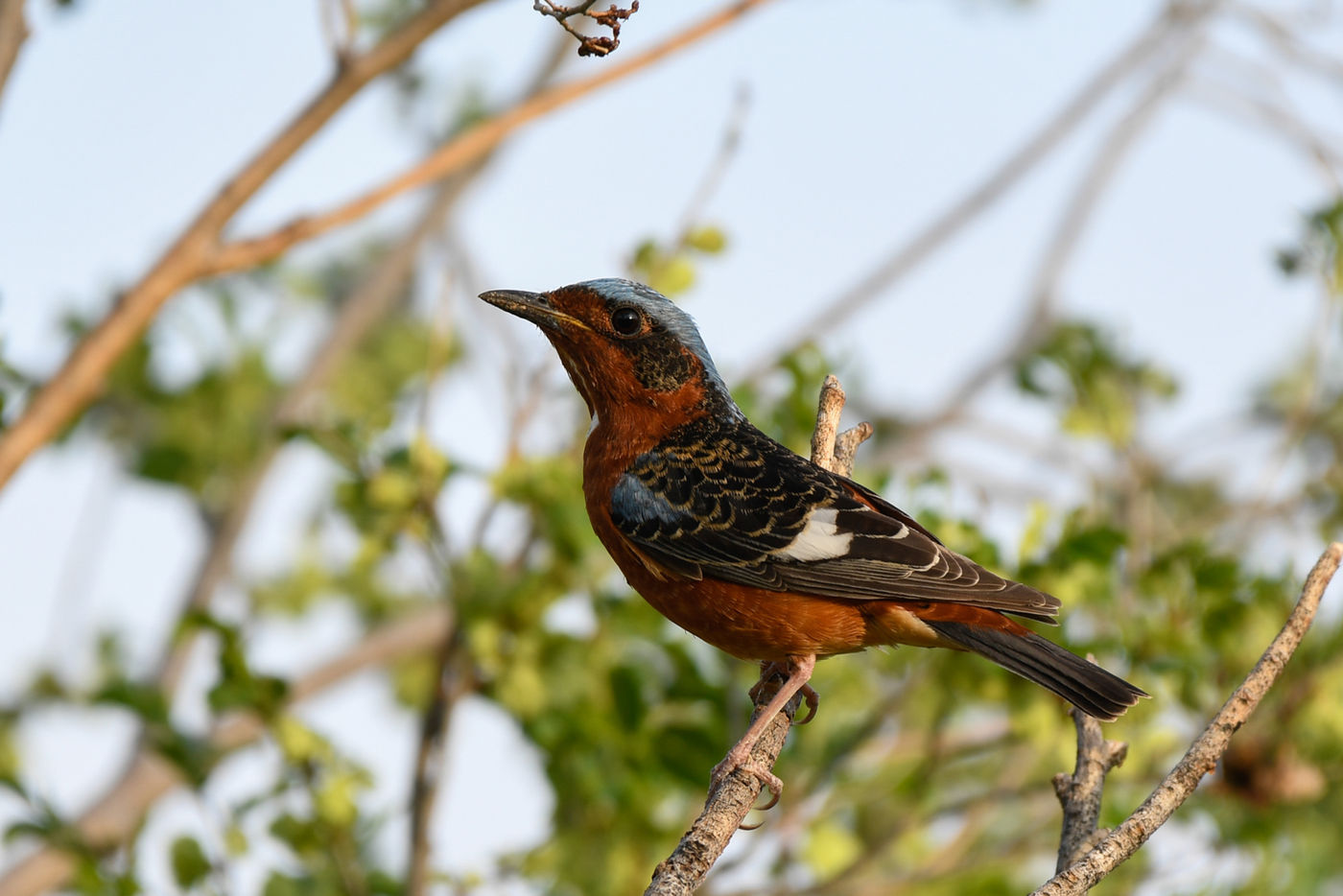 © STARLING