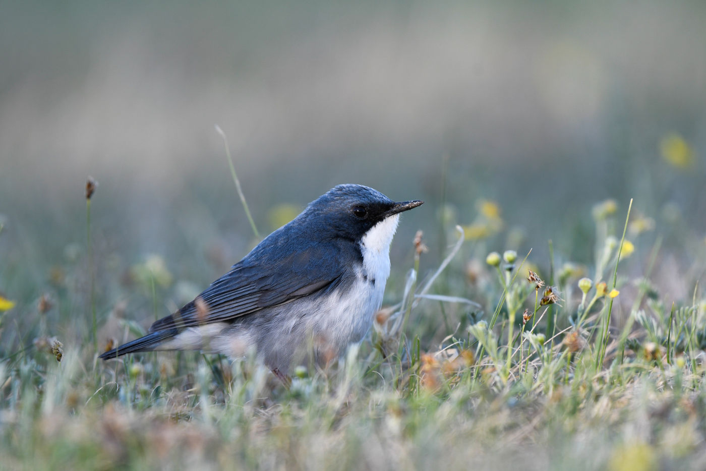 © STARLING