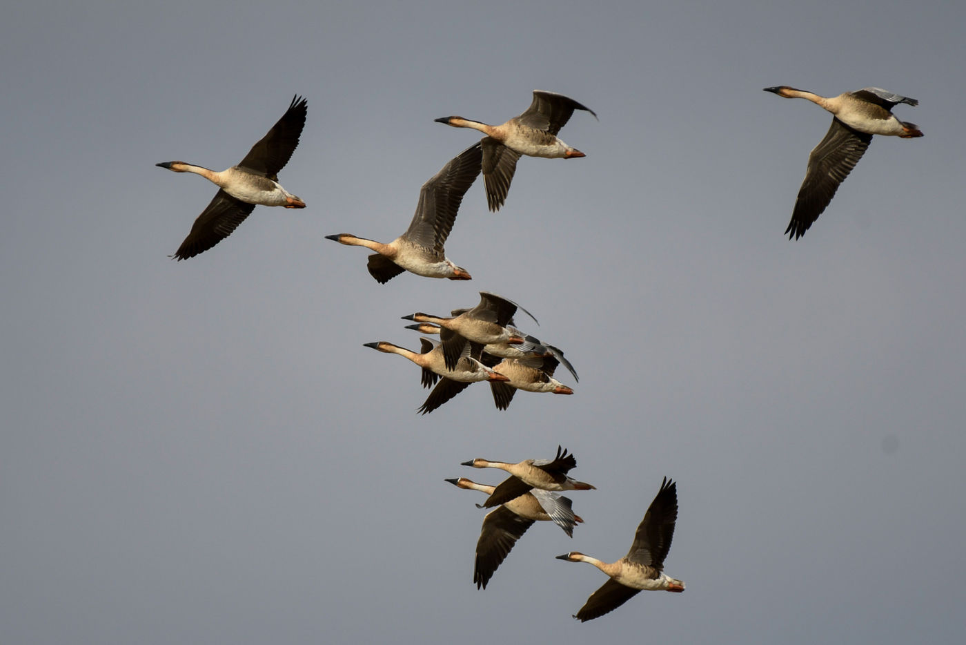© STARLING