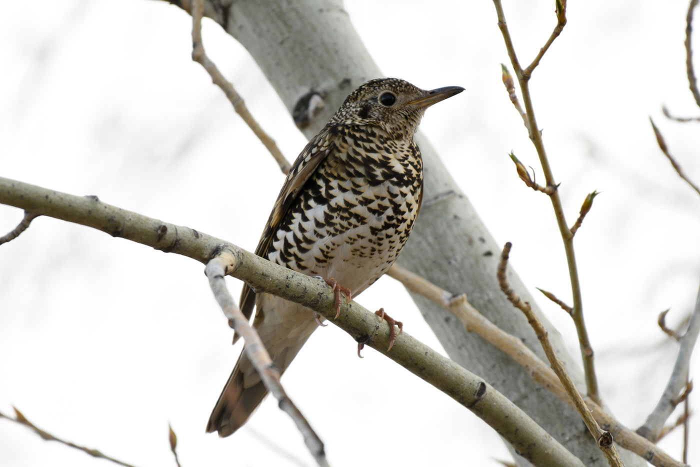 © STARLING