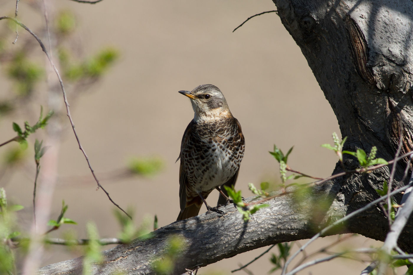 © STARLING