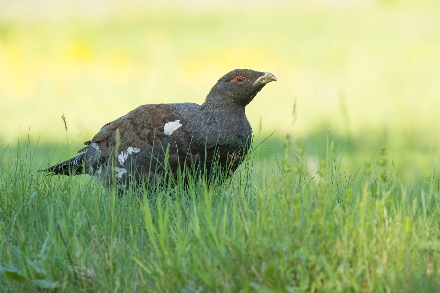 2019-05-22 07.41 auerhoen izubritsa (belarus) 02 © Benny Cottele
