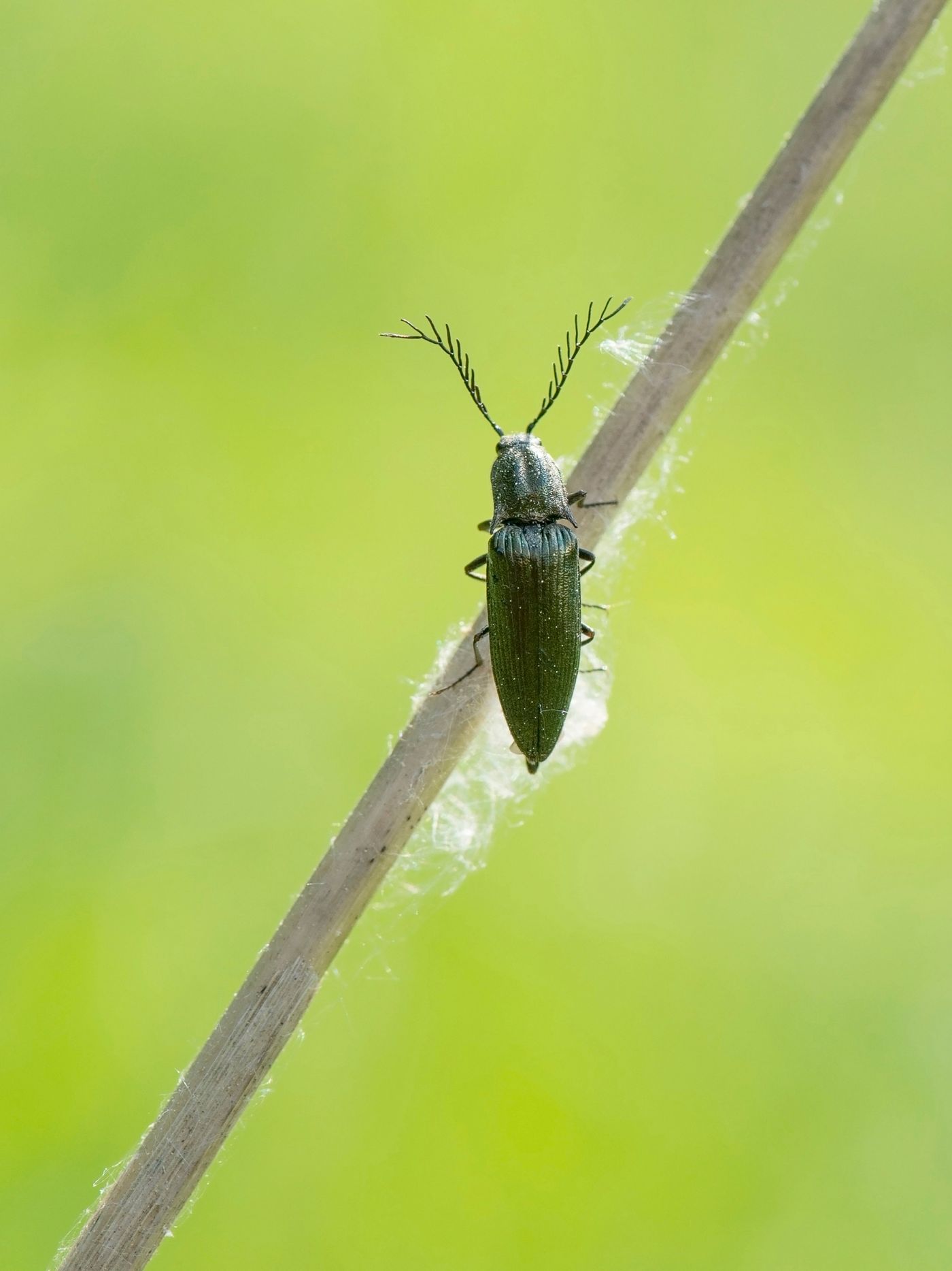 2019-05-22 14.52 koperkleurige kniptor krasny bor (belarus) © Benny Cottele
