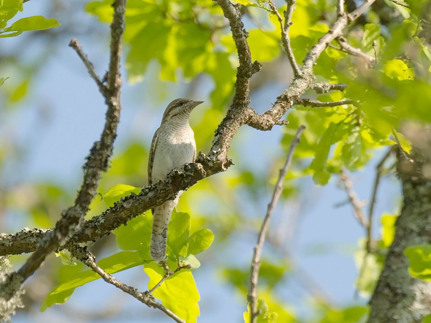 2019-05-23 07.15 draaihals krasny bor (belarus) © Benny Cottele
