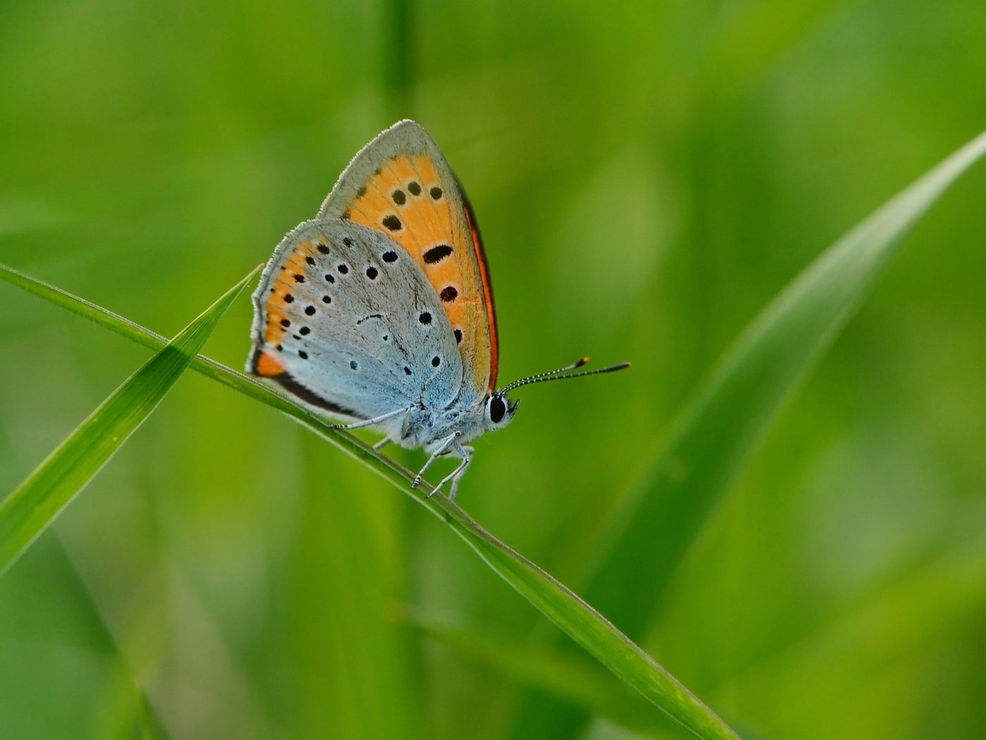 2019-05-27 16.14 grote vuurvlinder toeraw (belarus) 01 © Benny Cottele