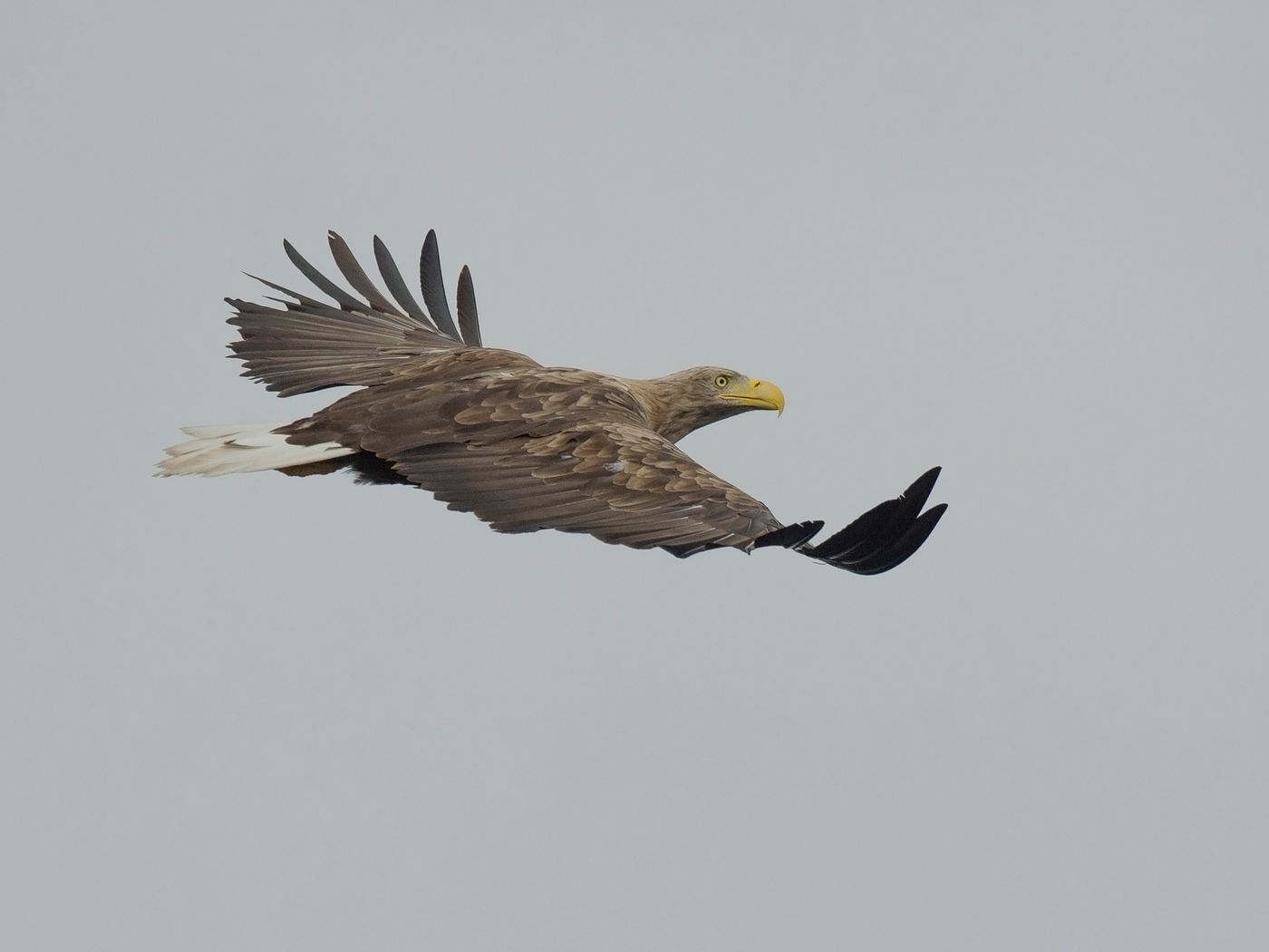 2019-05-30 17.17 zeearend liaskavicy (belarus) 08 © Benny Cottele