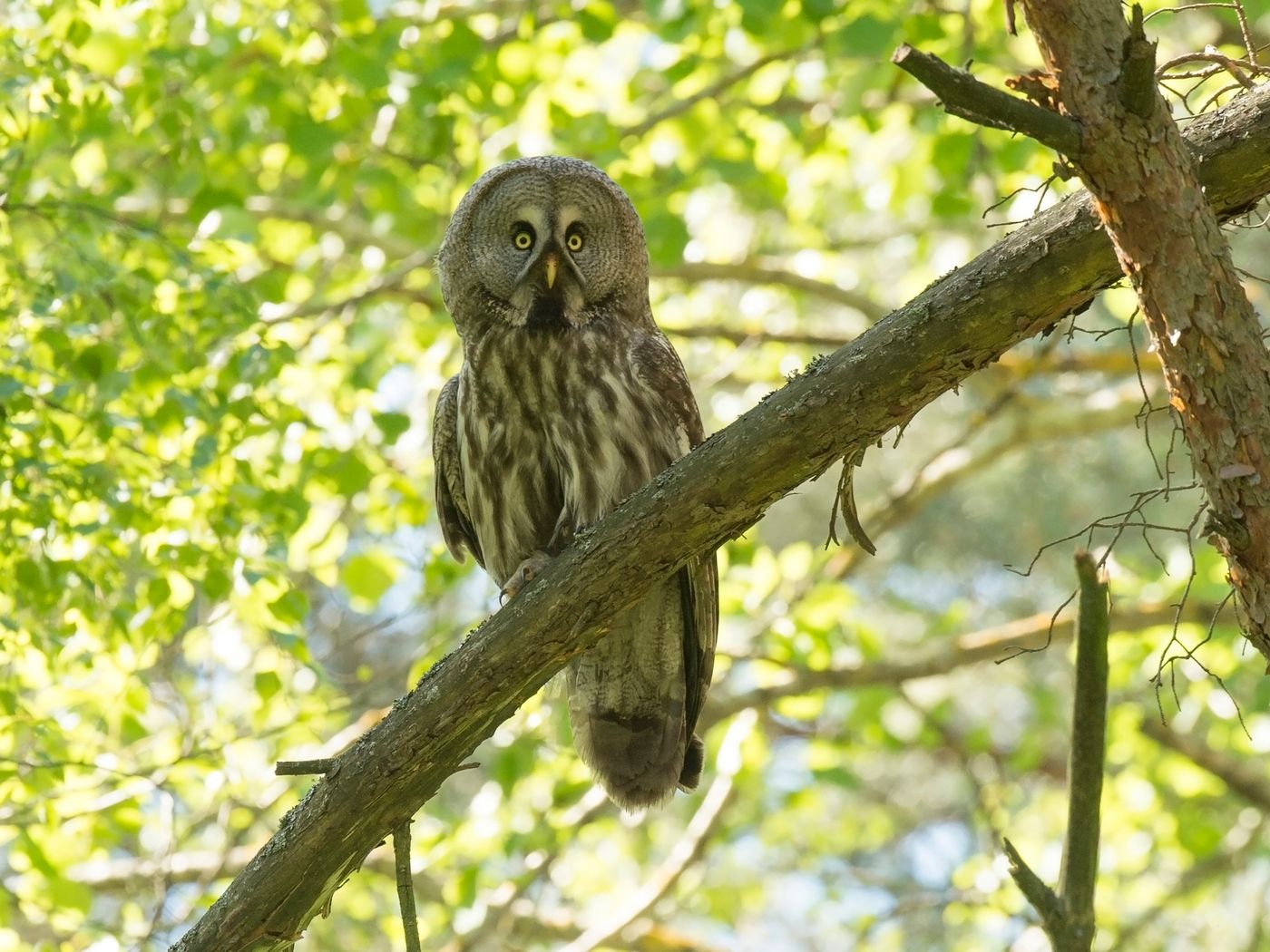 2019-05-31 15.23 laplanduil vyhanascy (belarus) 06 © Benny Cottele