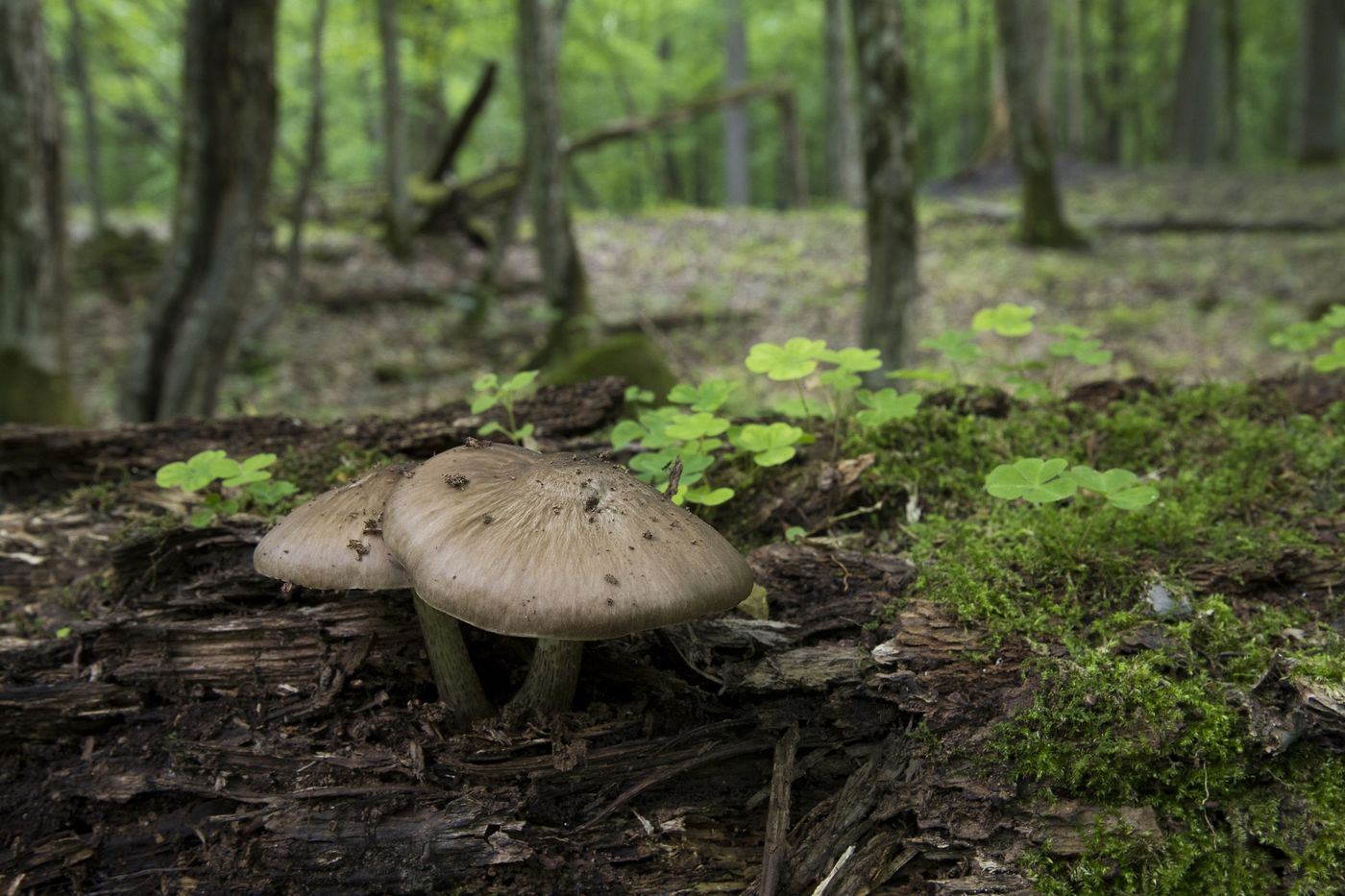 206_oerbos3_Belovezhskaya puscha NP © Patrick Keirsebilck