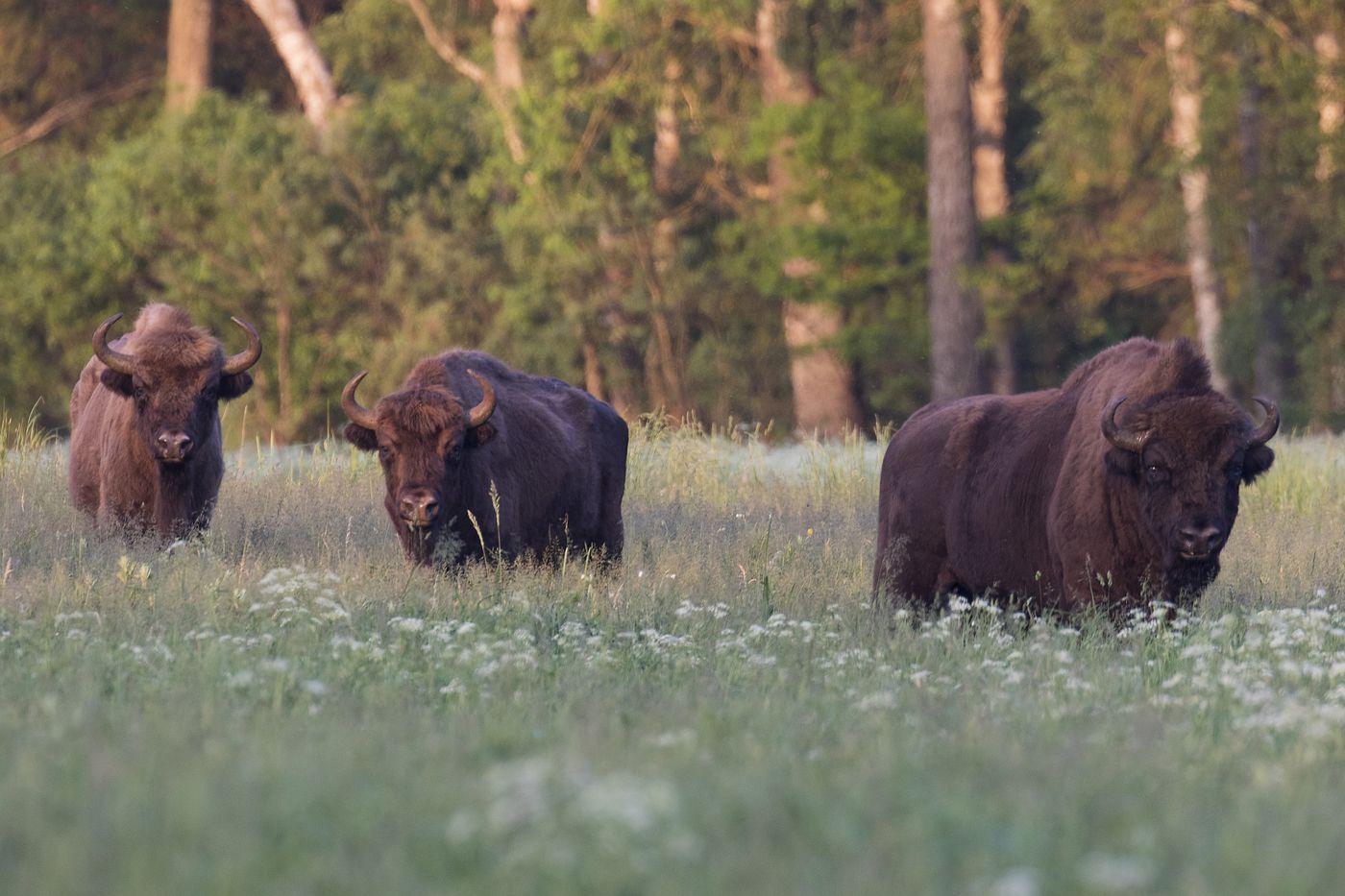 206_wisent3_Belovezhskaya puscha NP © Patrick Keirsebilck