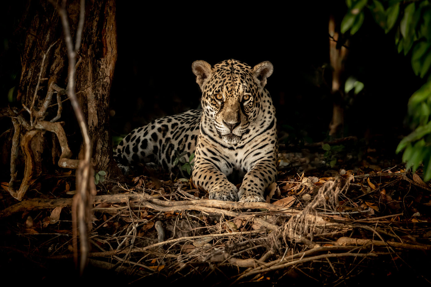 Ce jaguar n'a pas bougé à notre passage. © Edwin Vanhoutte