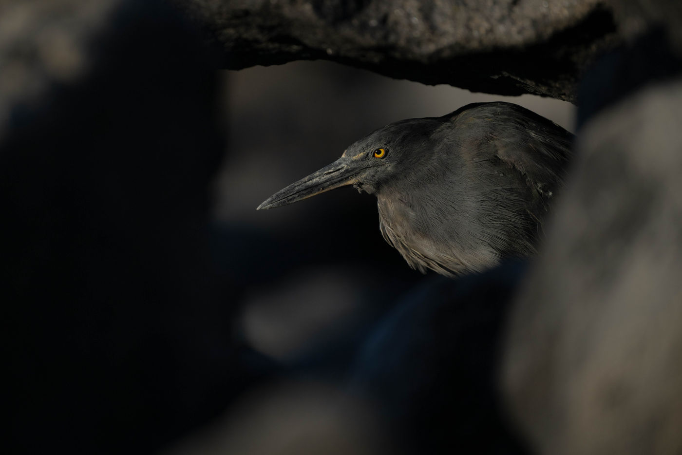 GalapagosBillyHerman-10 © Billy Herman