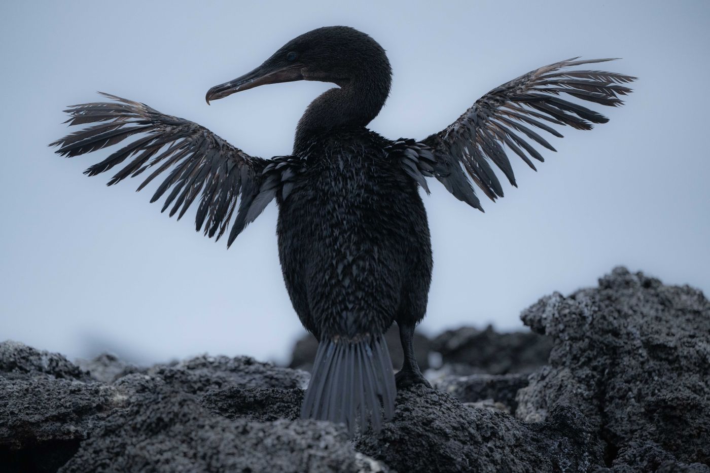 GalapagosBillyHerman-109 © Billy Herman