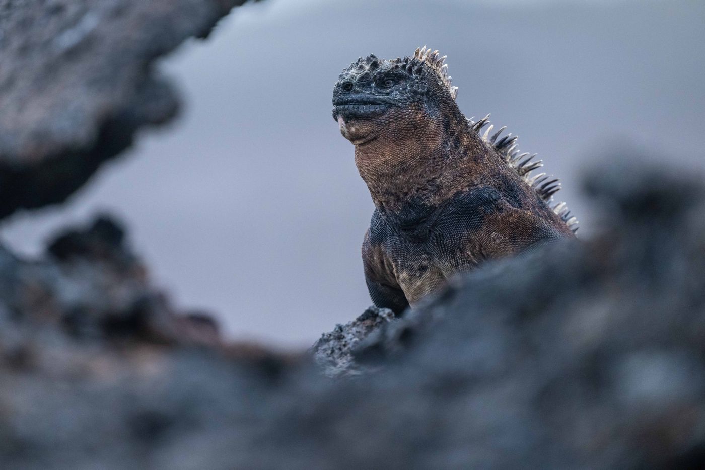 GalapagosBillyHerman-110 © Billy Herman