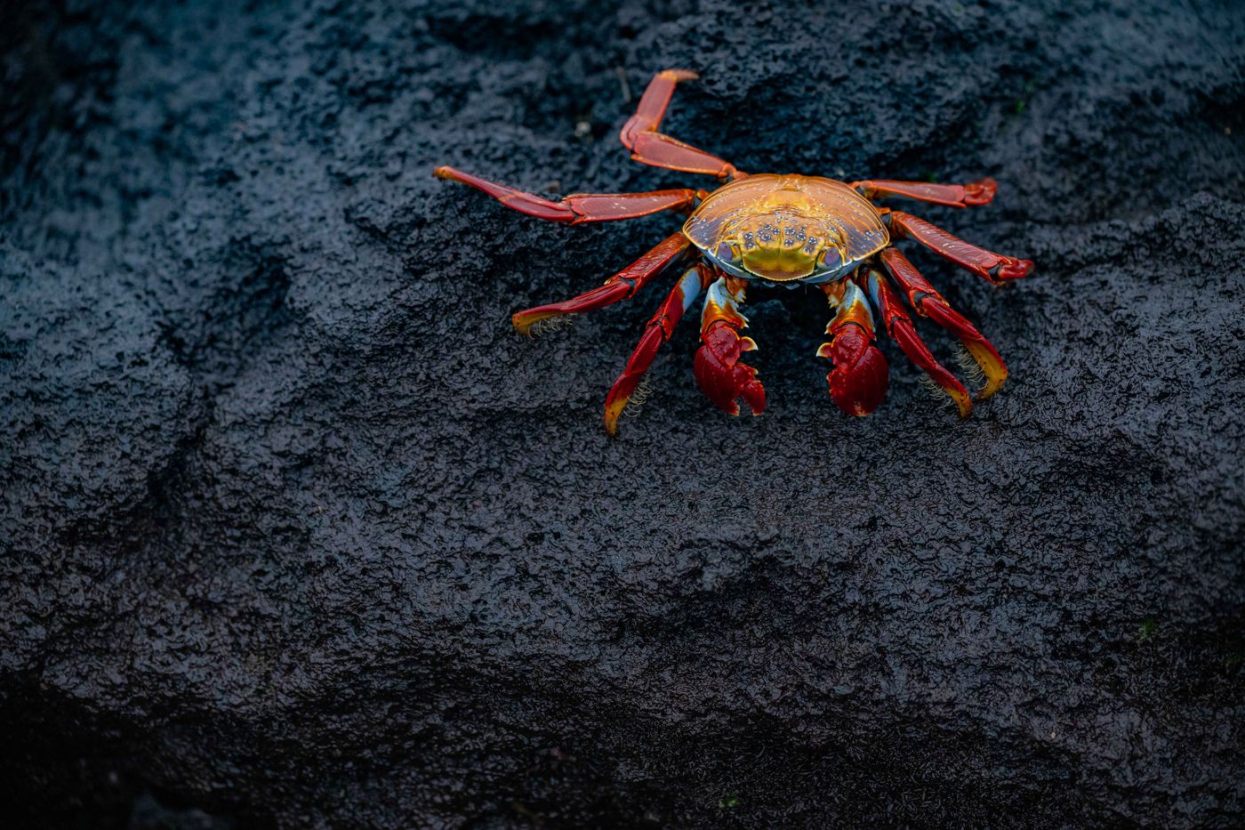 GalapagosBillyHerman-112 © Billy Herman