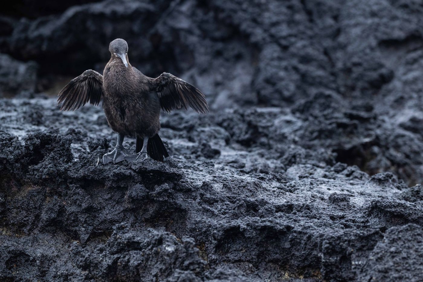 GalapagosBillyHerman-113 © Billy Herman