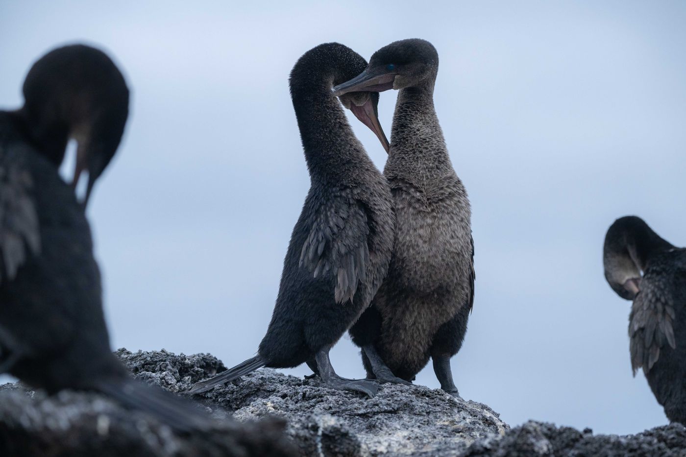 GalapagosBillyHerman-114 © Billy Herman