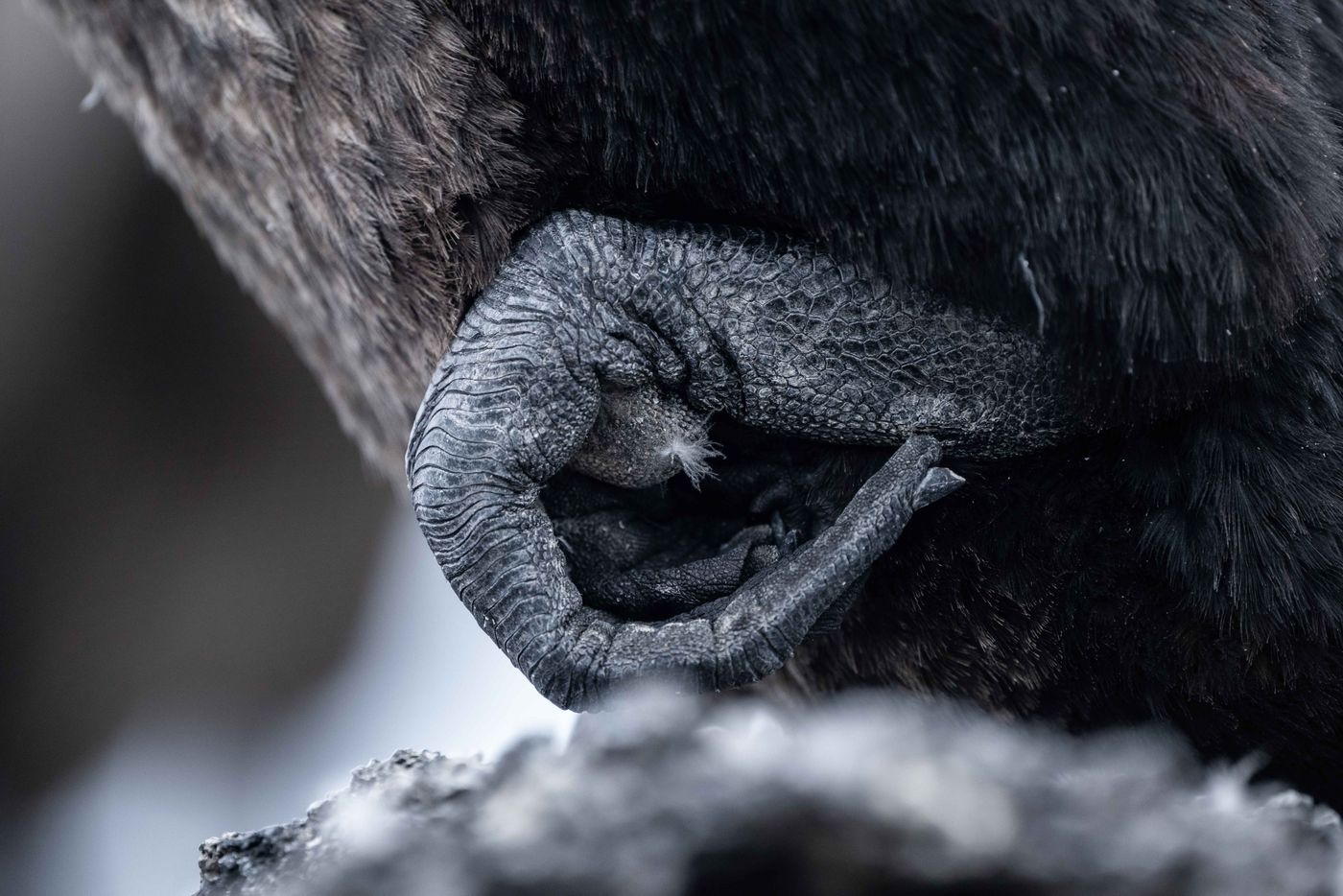 GalapagosBillyHerman-115 © Billy Herman