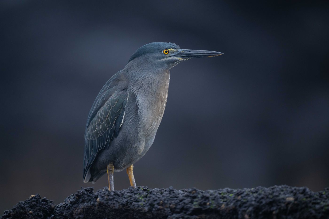 GalapagosBillyHerman-116 © Billy Herman