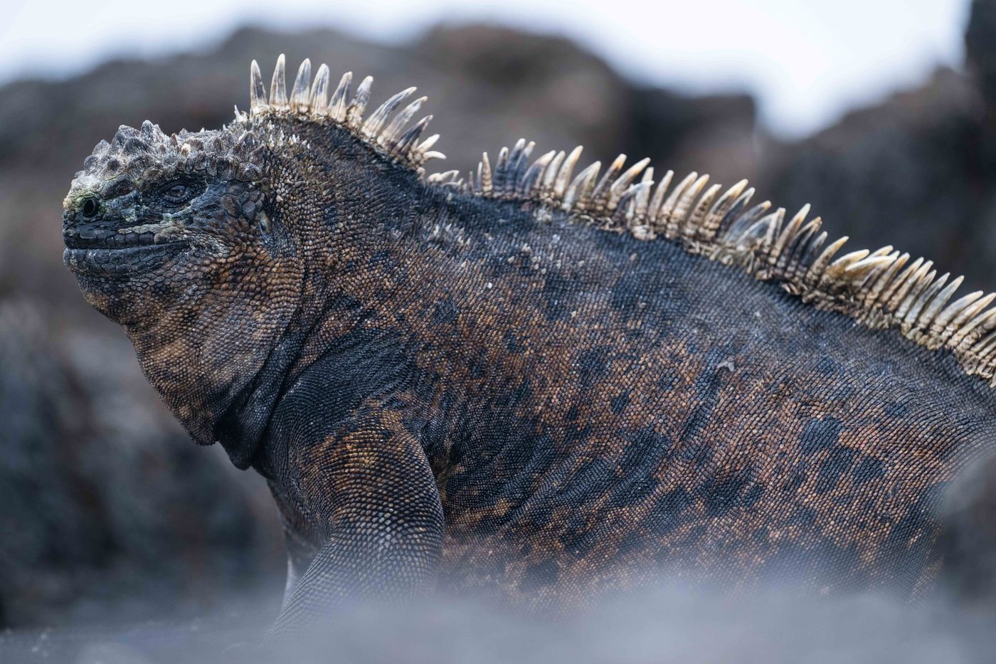 GalapagosBillyHerman-117 © Billy Herman