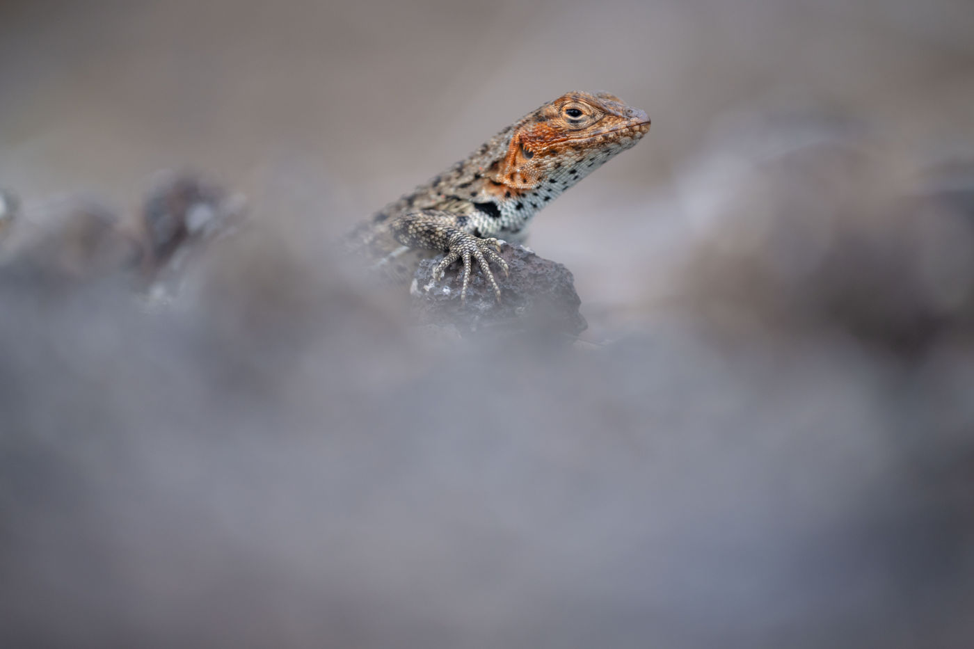 GalapagosBillyHerman-118 © Billy Herman