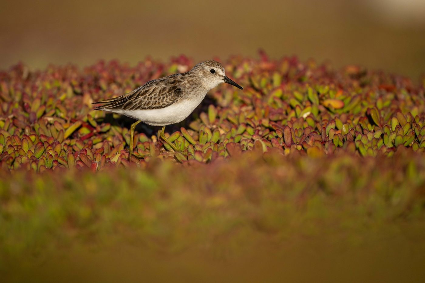 GalapagosBillyHerman-12 © Billy Herman
