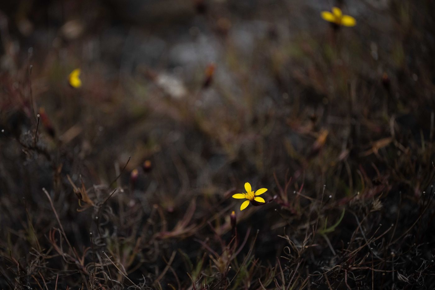 GalapagosBillyHerman-121 © Billy Herman