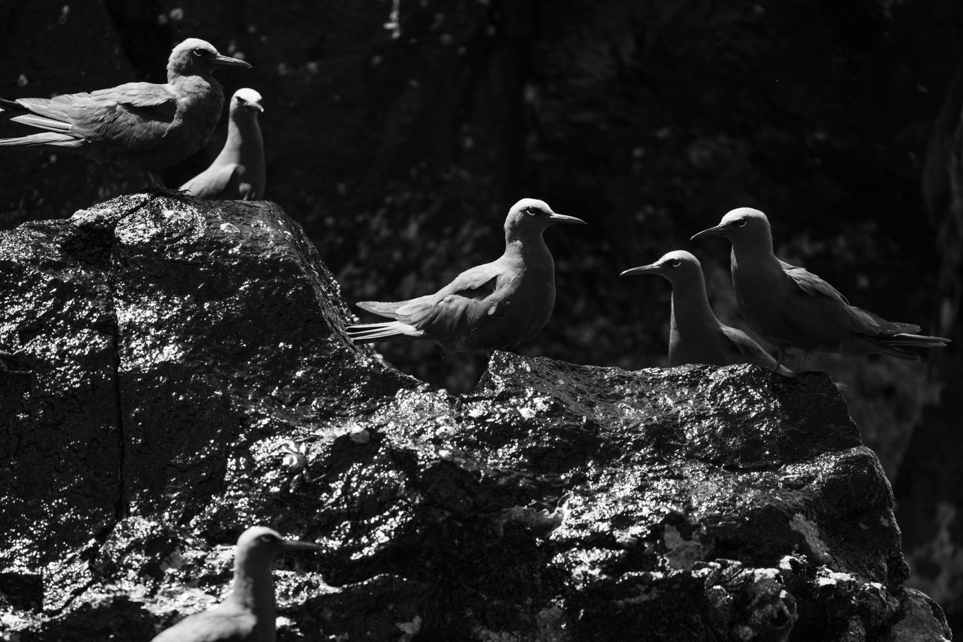 GalapagosBillyHerman-124 © Billy Herman