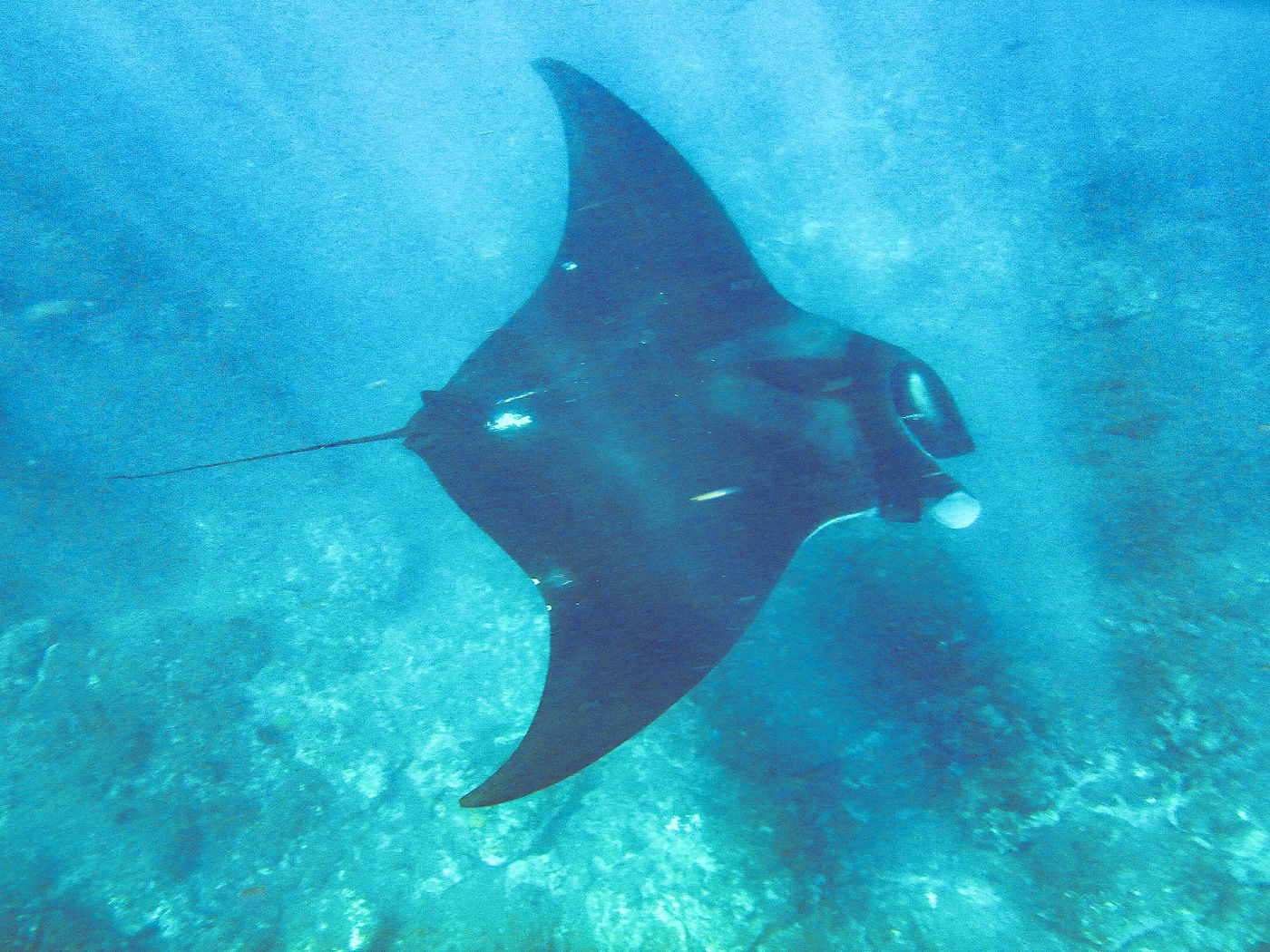 GalapagosBillyHerman-126 © Billy Herman