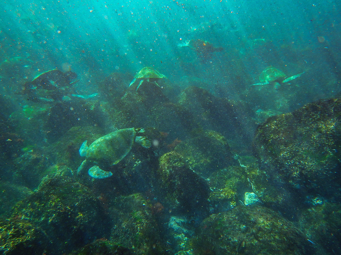 GalapagosBillyHerman-127 © Billy Herman