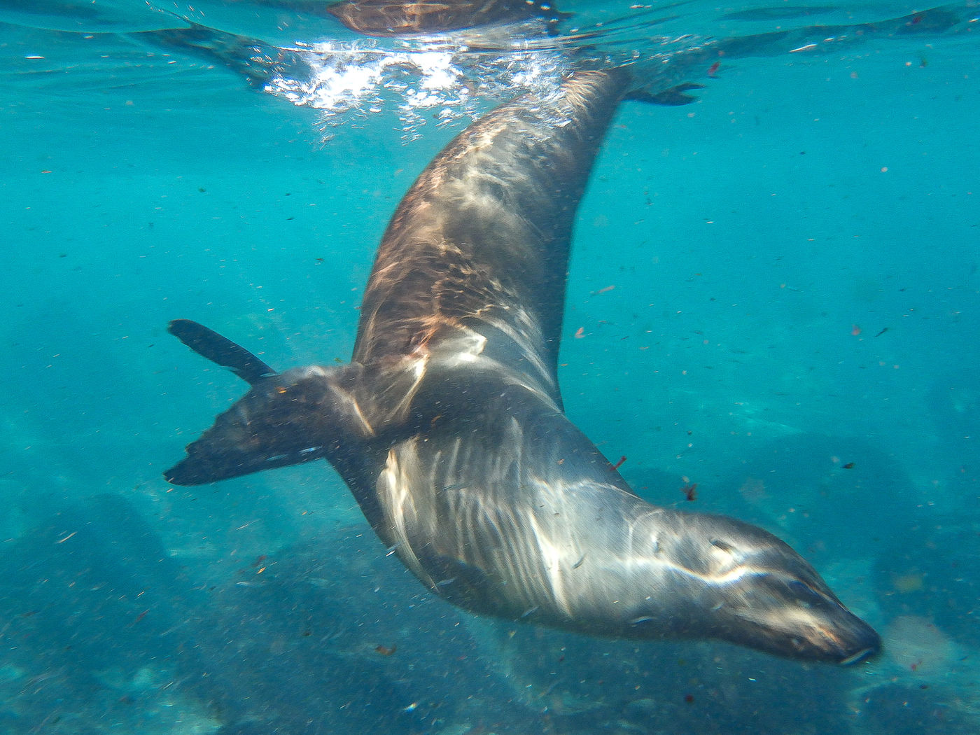 GalapagosBillyHerman-128 © Billy Herman