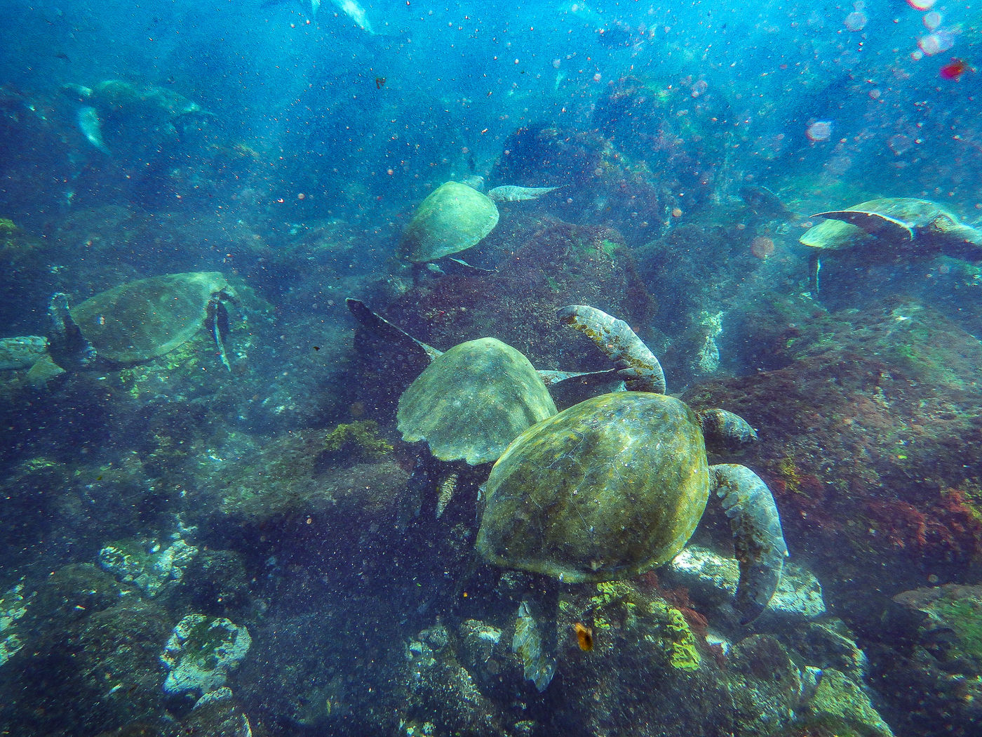 GalapagosBillyHerman-129 © Billy Herman
