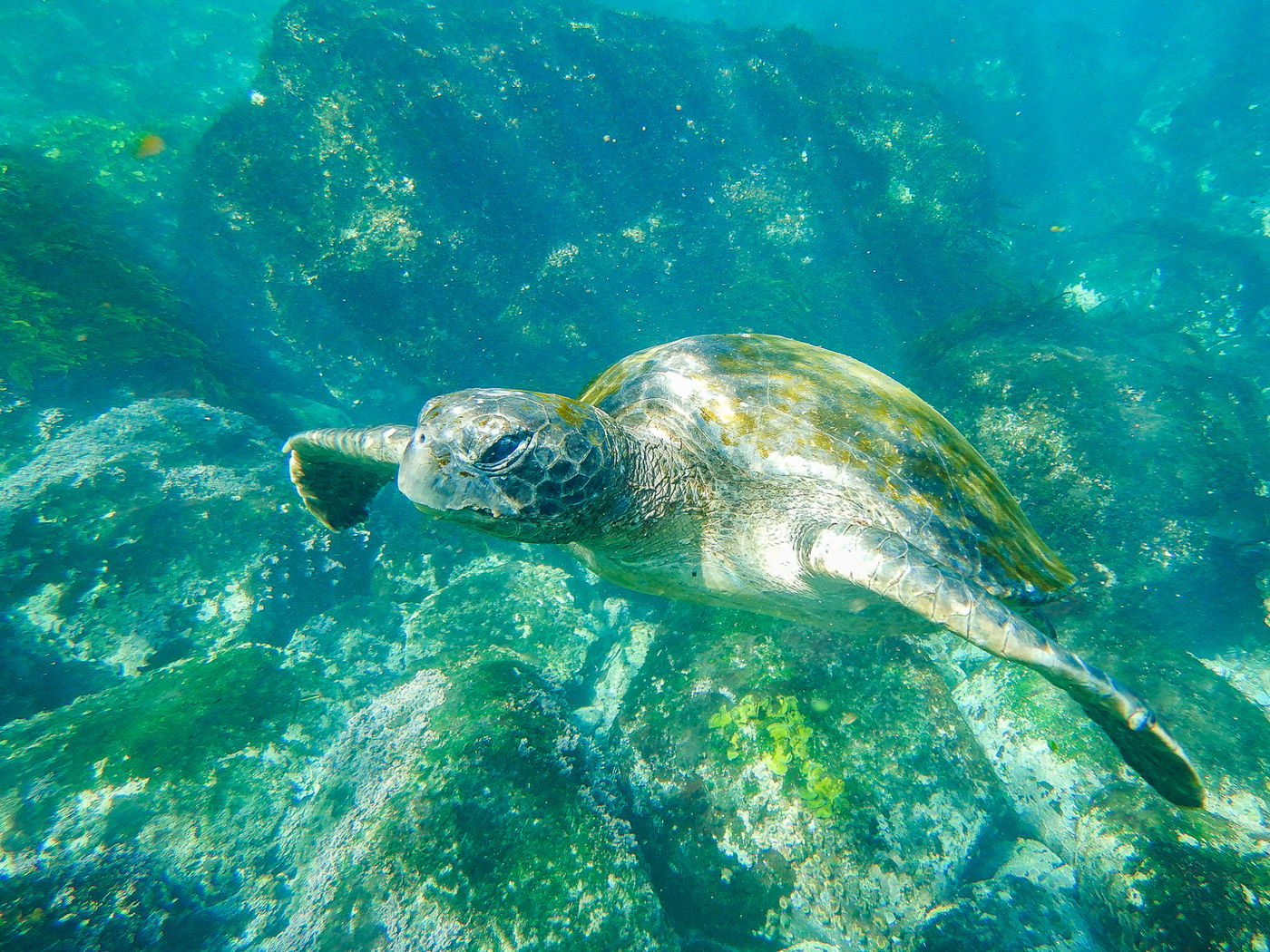 GalapagosBillyHerman-130 © Billy Herman