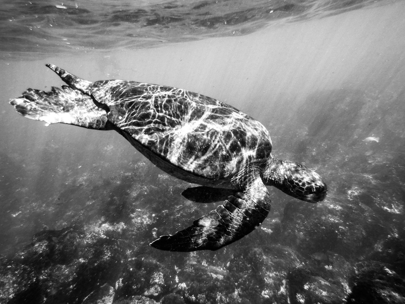 GalapagosBillyHerman-131 © Billy Herman