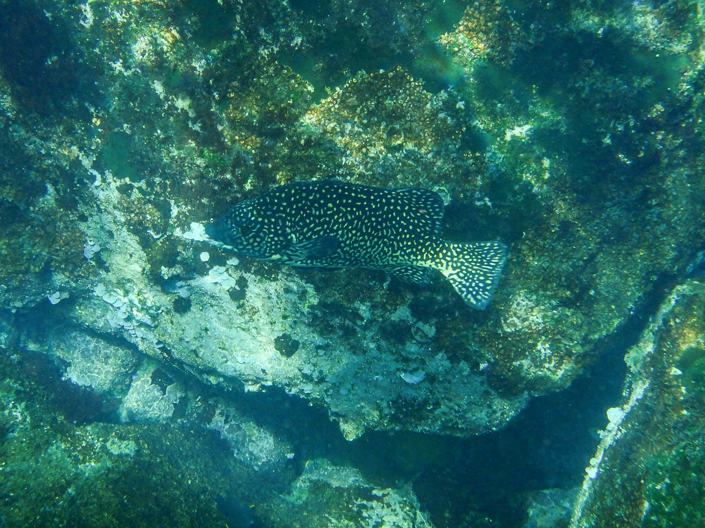 GalapagosBillyHerman-132 © Billy Herman