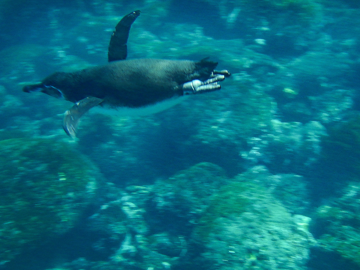 GalapagosBillyHerman-133 © Billy Herman