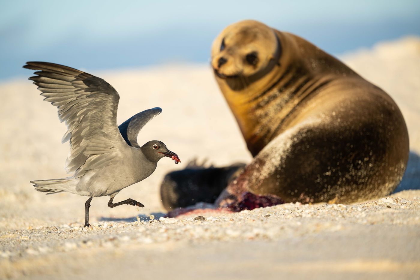 GalapagosBillyHerman-14 © Billy Herman