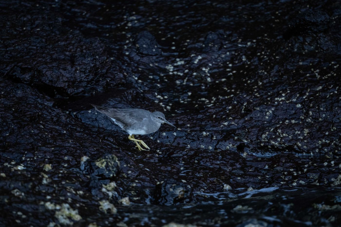 GalapagosBillyHerman-140 © Billy Herman