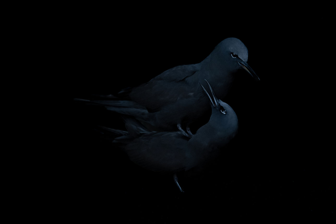 GalapagosBillyHerman-141 © Billy Herman