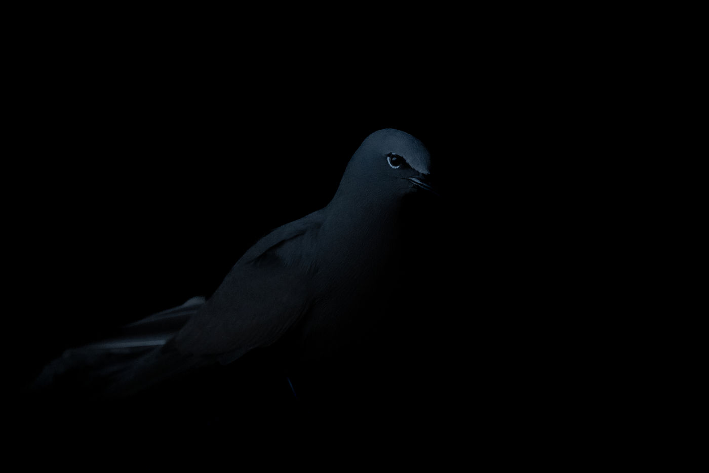 GalapagosBillyHerman-142 © Billy Herman