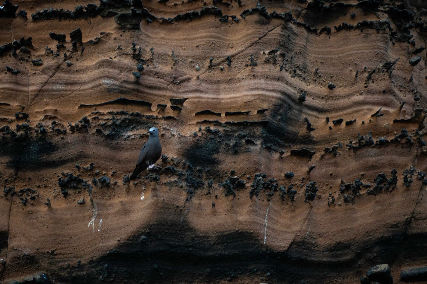 GalapagosBillyHerman-143 © Billy Herman