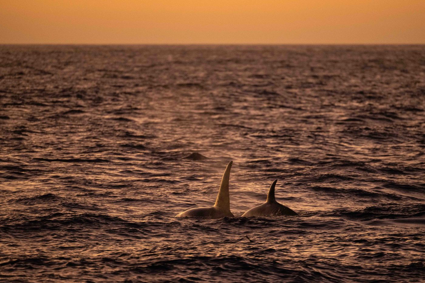 GalapagosBillyHerman-148 © Billy Herman