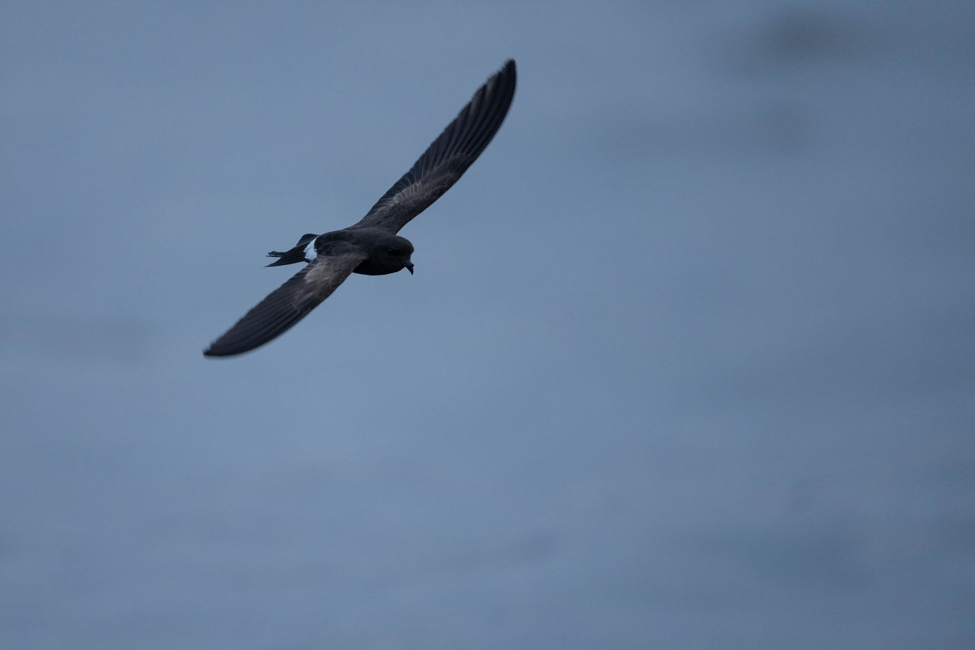 GalapagosBillyHerman-153 © Billy Herman