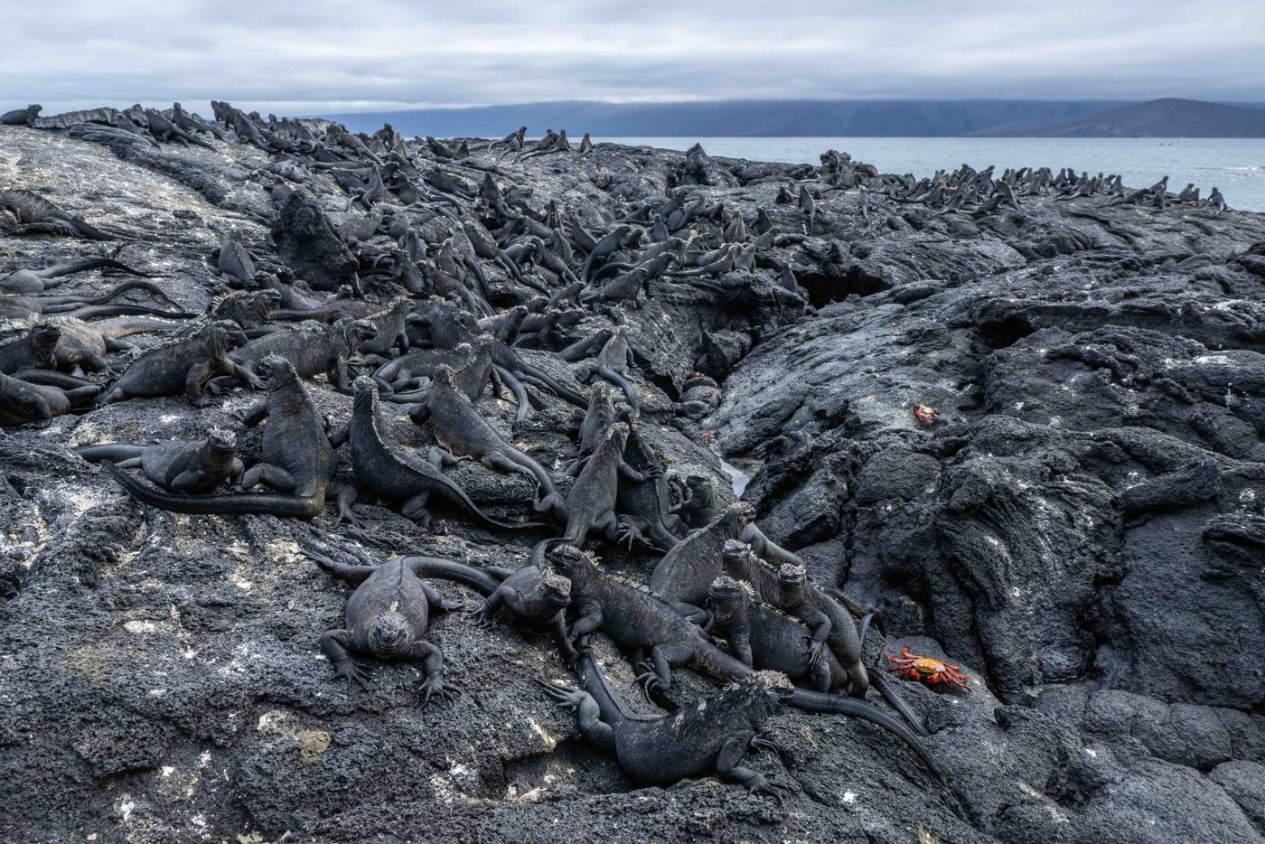 GalapagosBillyHerman-154 © Billy Herman