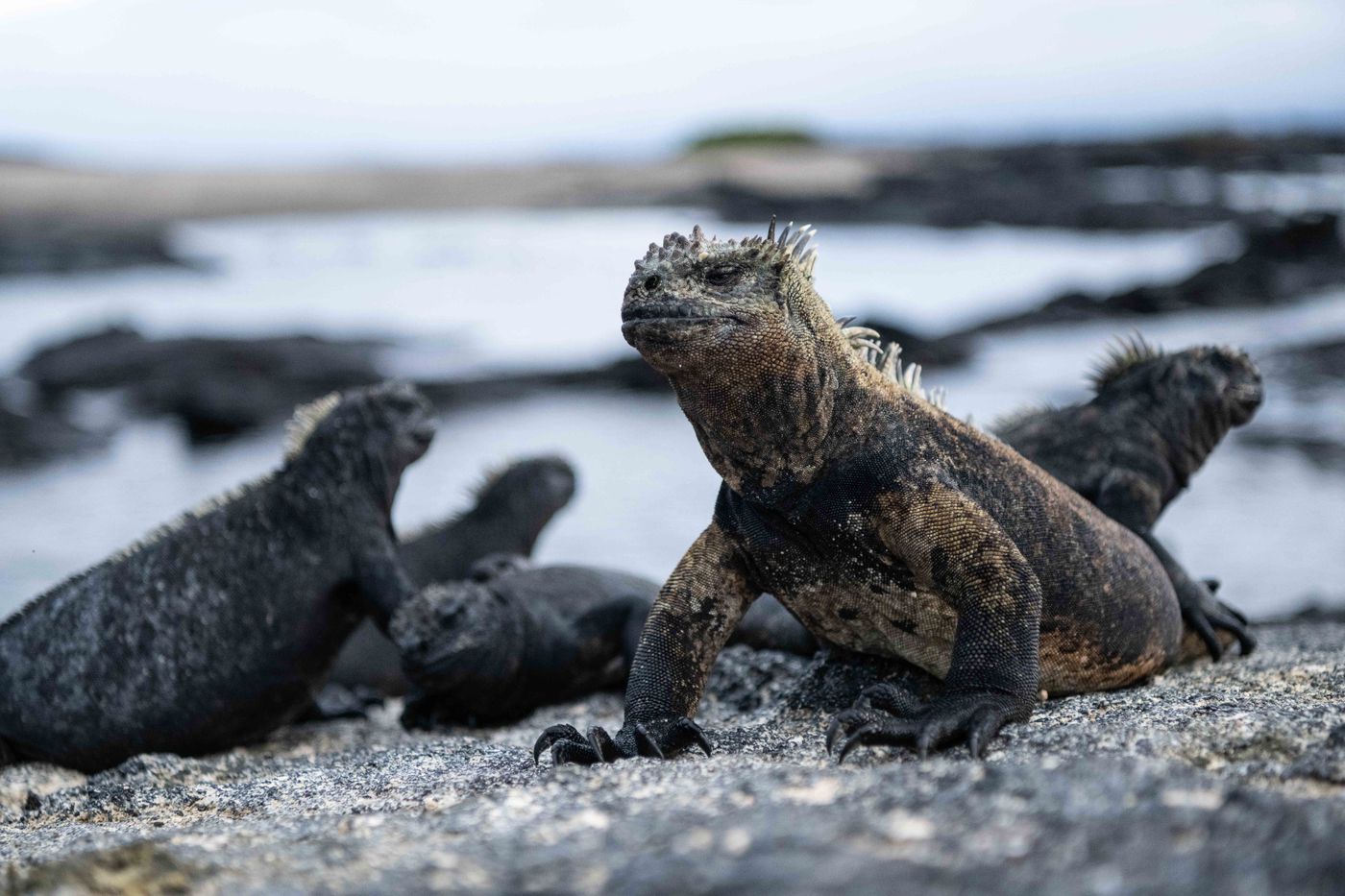 GalapagosBillyHerman-156 © Billy Herman