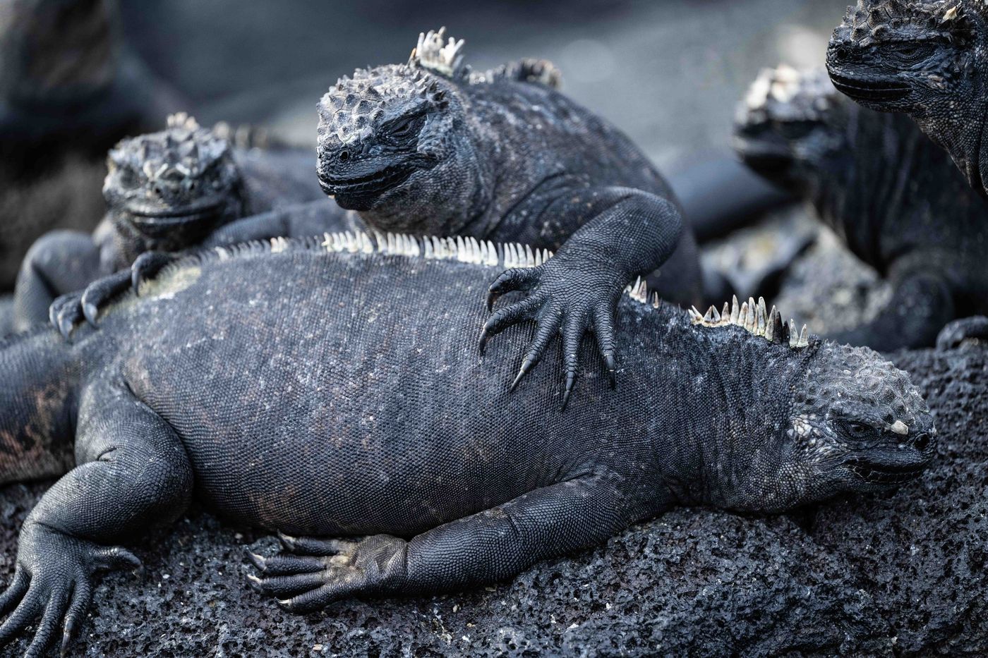 GalapagosBillyHerman-157 © Billy Herman