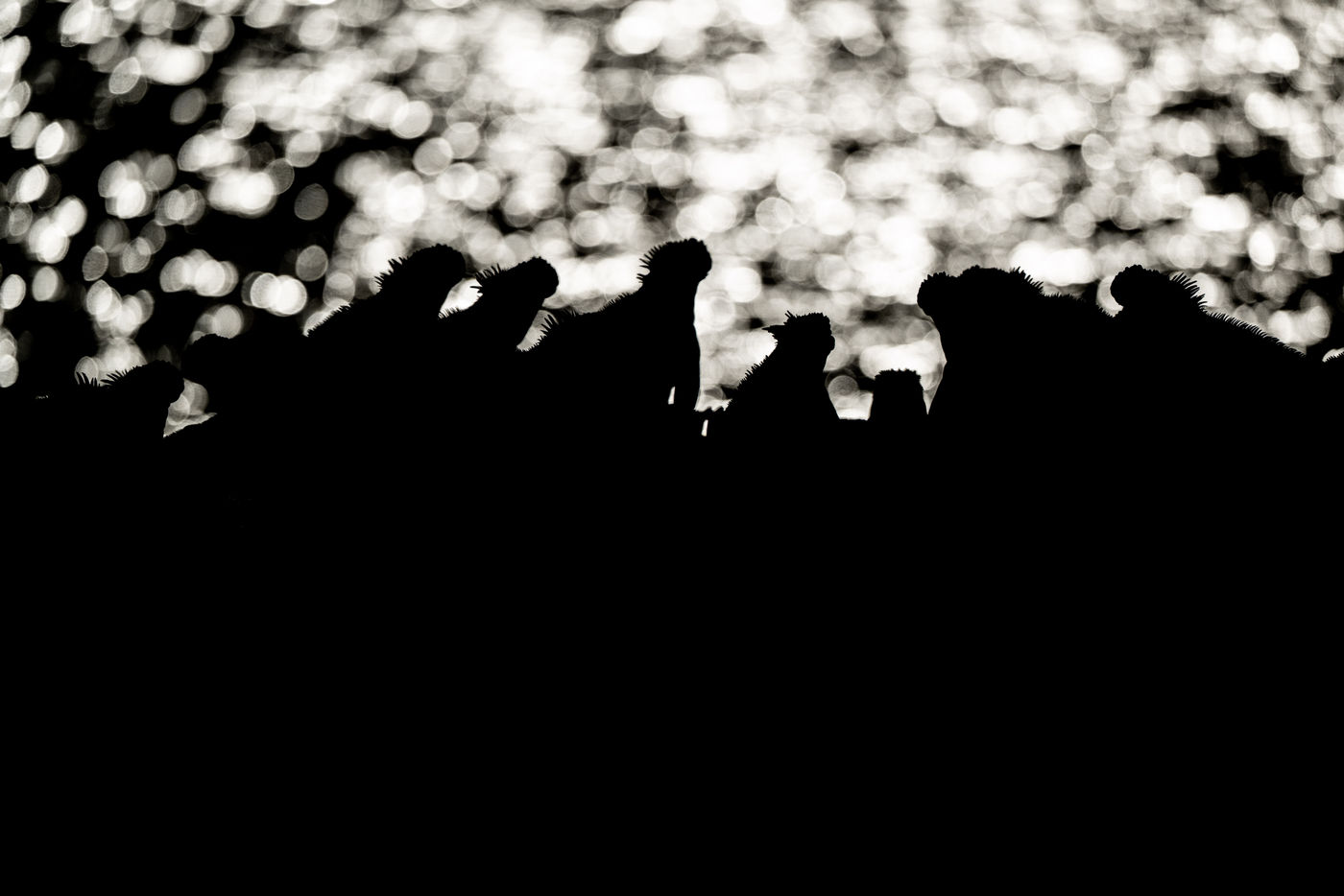 GalapagosBillyHerman-158 © Billy Herman