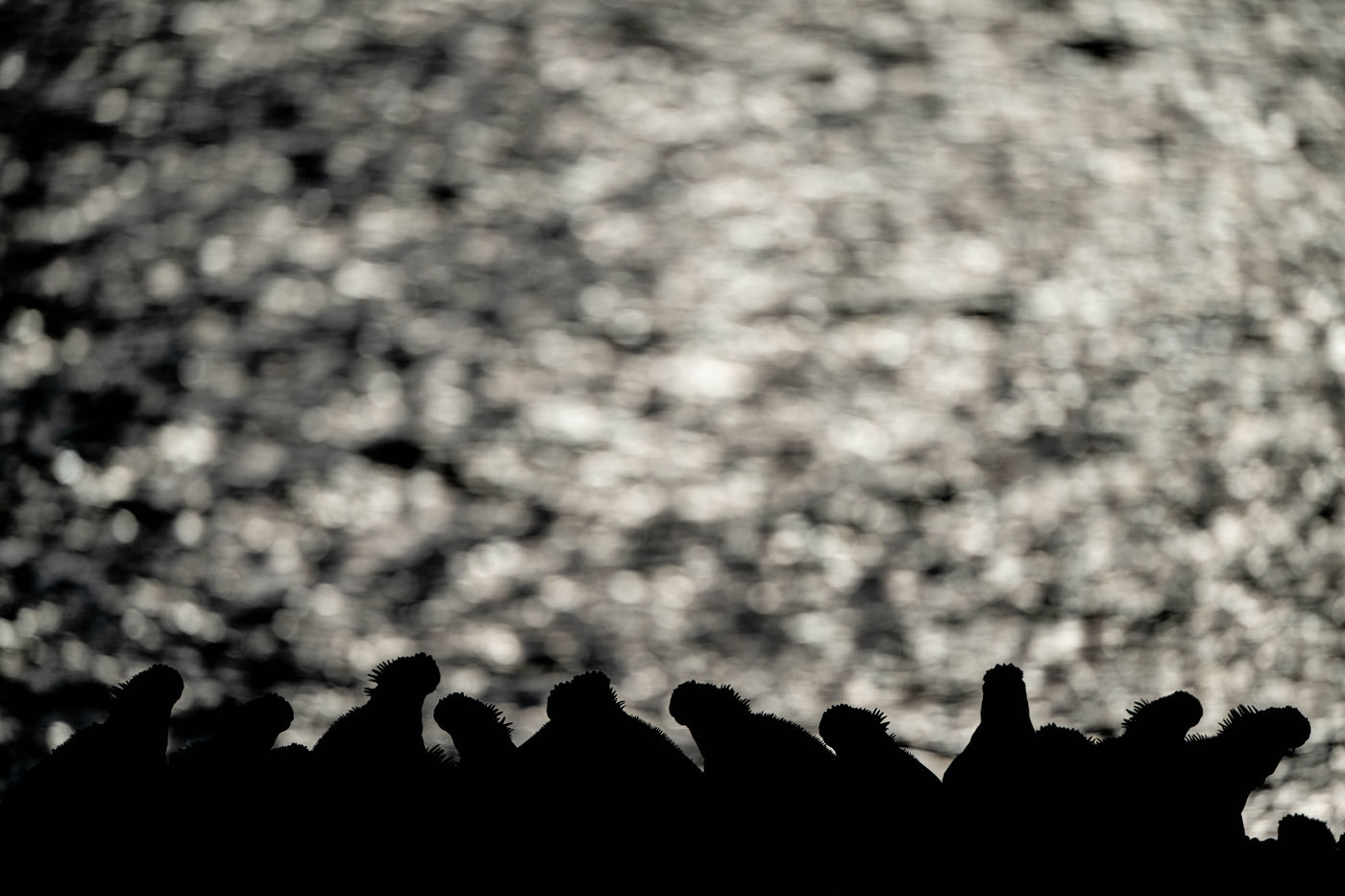 GalapagosBillyHerman-159 © Billy Herman